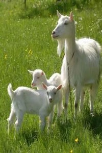 Подарок тролля