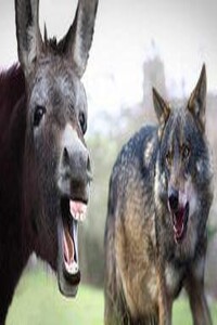 Волк и Осёл